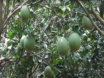 phát triển nông nghiệp công nghệ cao, nông nghiệp hữu cơ gắn với thị trường tiêu thụ bền vững để nâng cao giá trị nông sản giai đoạn 2021-2025 trên địa bàn huyện Tân Phú.